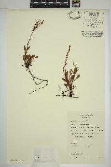 spécimen de Rumex acetosella