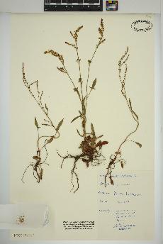 spécimen de Rumex acetosella