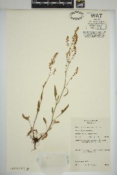 spécimen de Rumex acetosella