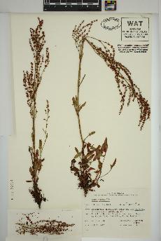 spécimen de Rumex acetosella