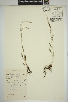 spécimen de Rumex acetosella