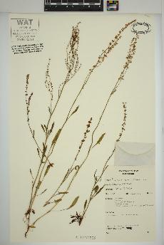 spécimen de Rumex acetosella