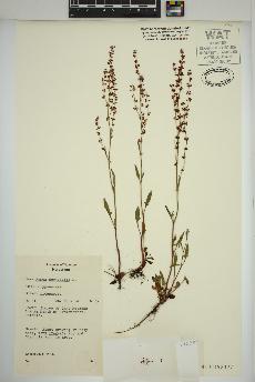 spécimen de Rumex acetosella