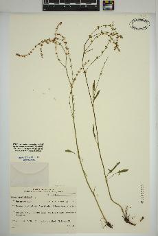 spécimen de Rumex acetosella