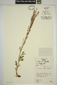 spécimen de Rumex acetosella