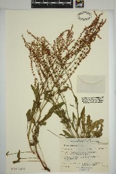 spécimen de Rumex acetosella