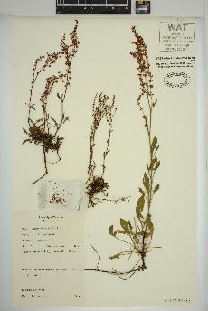 spécimen de Rumex acetosella