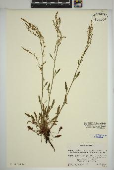 spécimen de Rumex acetosella