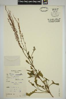 spécimen de Rumex acetosella