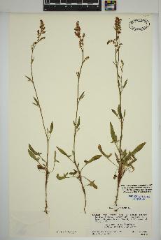 spécimen de Rumex acetosella