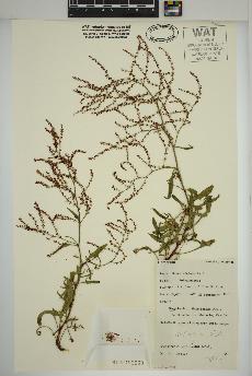 spécimen de Rumex acetosella