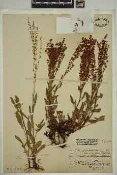 spécimen de Rumex acetosella