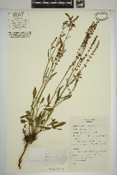 spécimen de Rumex acetosella