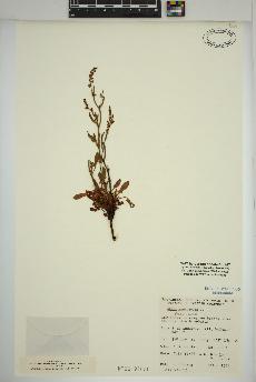 spécimen de Rumex acetosella