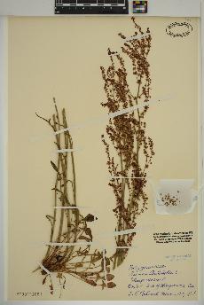 spécimen de Rumex acetosella