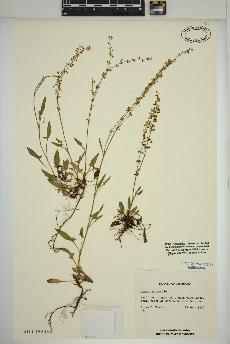 spécimen de Rumex acetosella