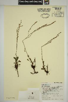 spécimen de Rumex acetosella