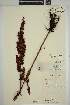 spécimen de Rumex crispus