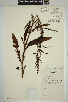 spécimen de Rumex crispus