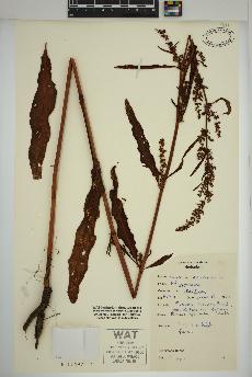 spécimen de Rumex crispus