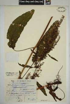 spécimen de Rumex crispus