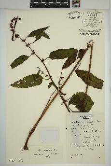 spécimen de Rumex crispus