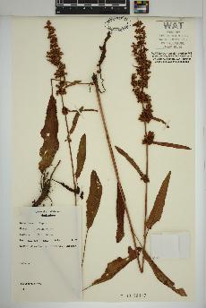 spécimen de Rumex crispus
