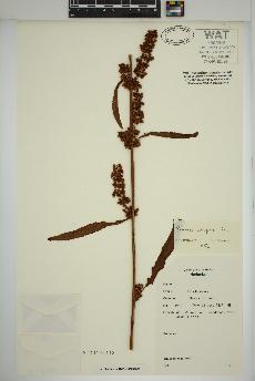 spécimen de Rumex crispus