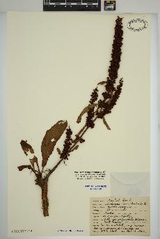 spécimen de Rumex crispus
