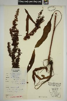 spécimen de Rumex crispus