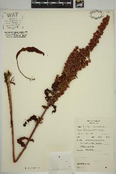 spécimen de Rumex crispus