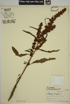spécimen de Rumex crispus
