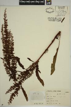 spécimen de Rumex crispus