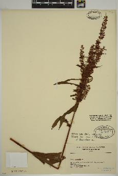 spécimen de Rumex crispus