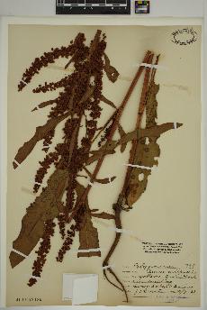 spécimen de Rumex crispus