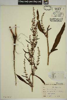 spécimen de Rumex crispus