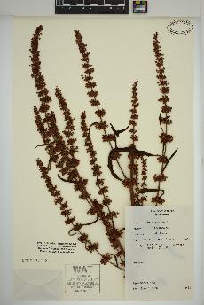 spécimen de Rumex crispus