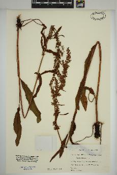 spécimen de Rumex crispus