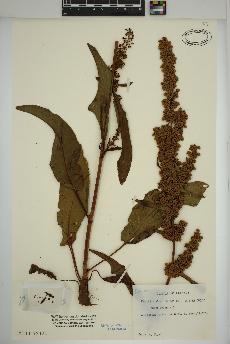 spécimen de Rumex crispus