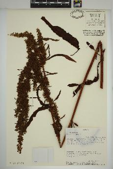 spécimen de Rumex crispus