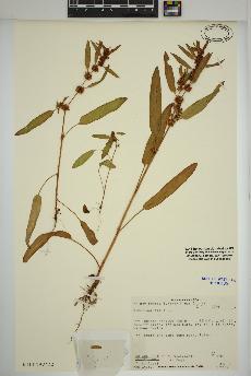 spécimen de Rumex maritimus