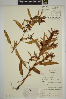 spécimen de Rumex maritimus