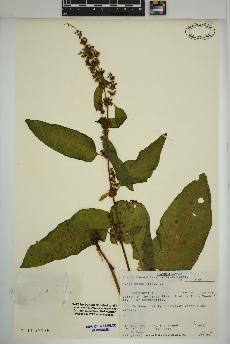 spécimen de Rumex obtusifolius