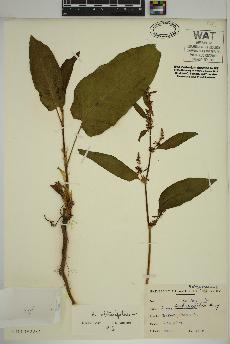 spécimen de Rumex obtusifolius