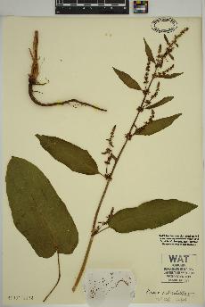 spécimen de Rumex obtusifolius