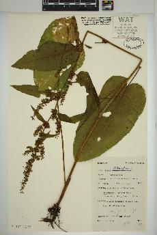 spécimen de Rumex obtusifolius