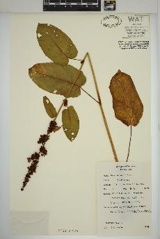 spécimen de Rumex obtusifolius