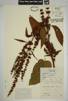 spécimen de Rumex obtusifolius