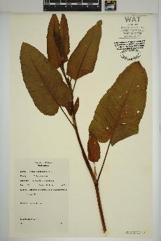 spécimen de Rumex obtusifolius