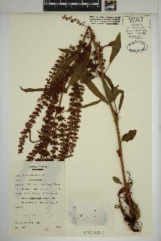 spécimen de Rumex obtusifolius